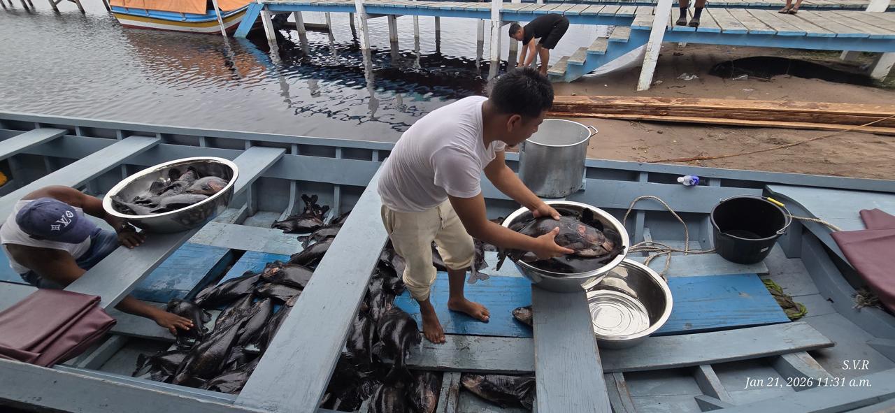 Tambaqui aquaculture expands to Bonasika Creek