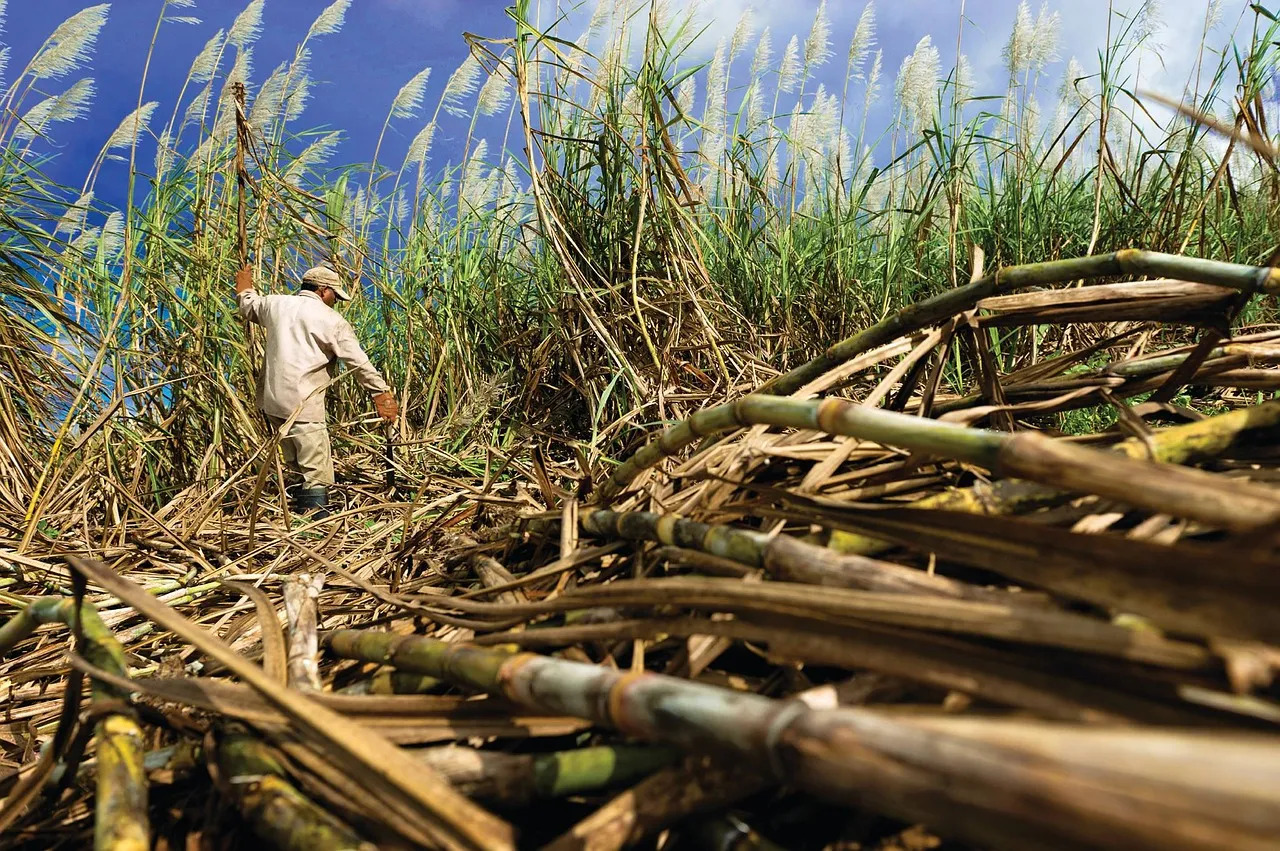 Rose Hall, Albion Estates surpass weekly production targets