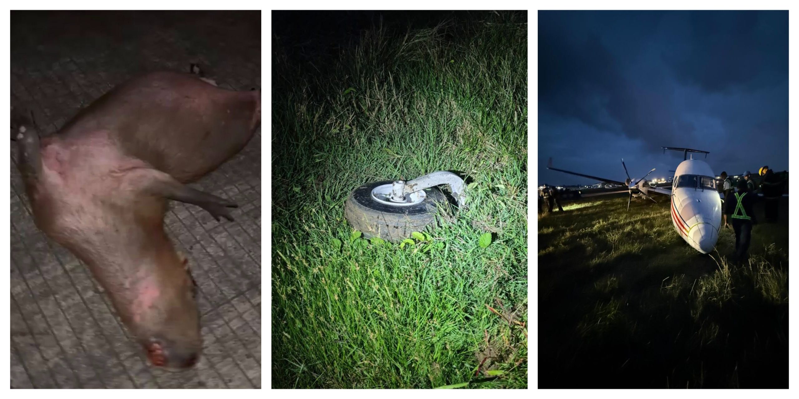 Aircraft damaged after striking capybara during landing at Ogle
