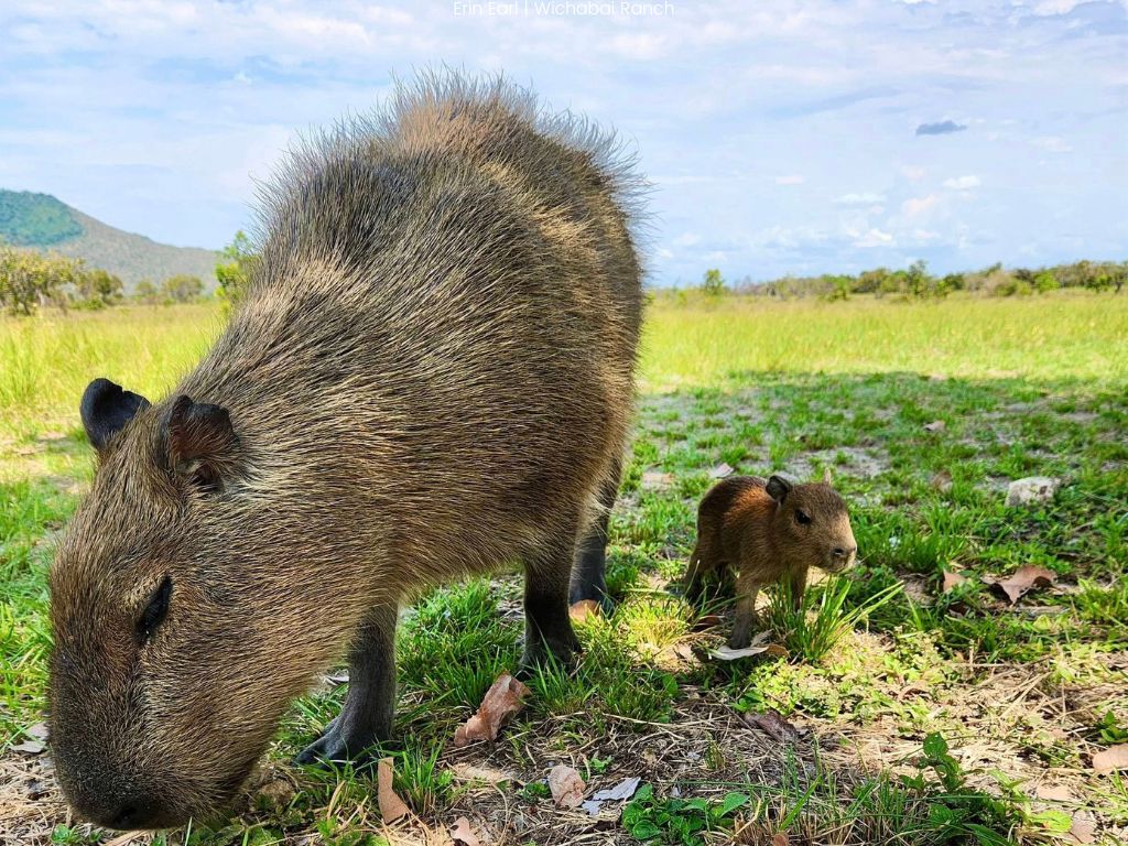 Guyana’s carbon market experience is showing the Global South how nature can fund the future