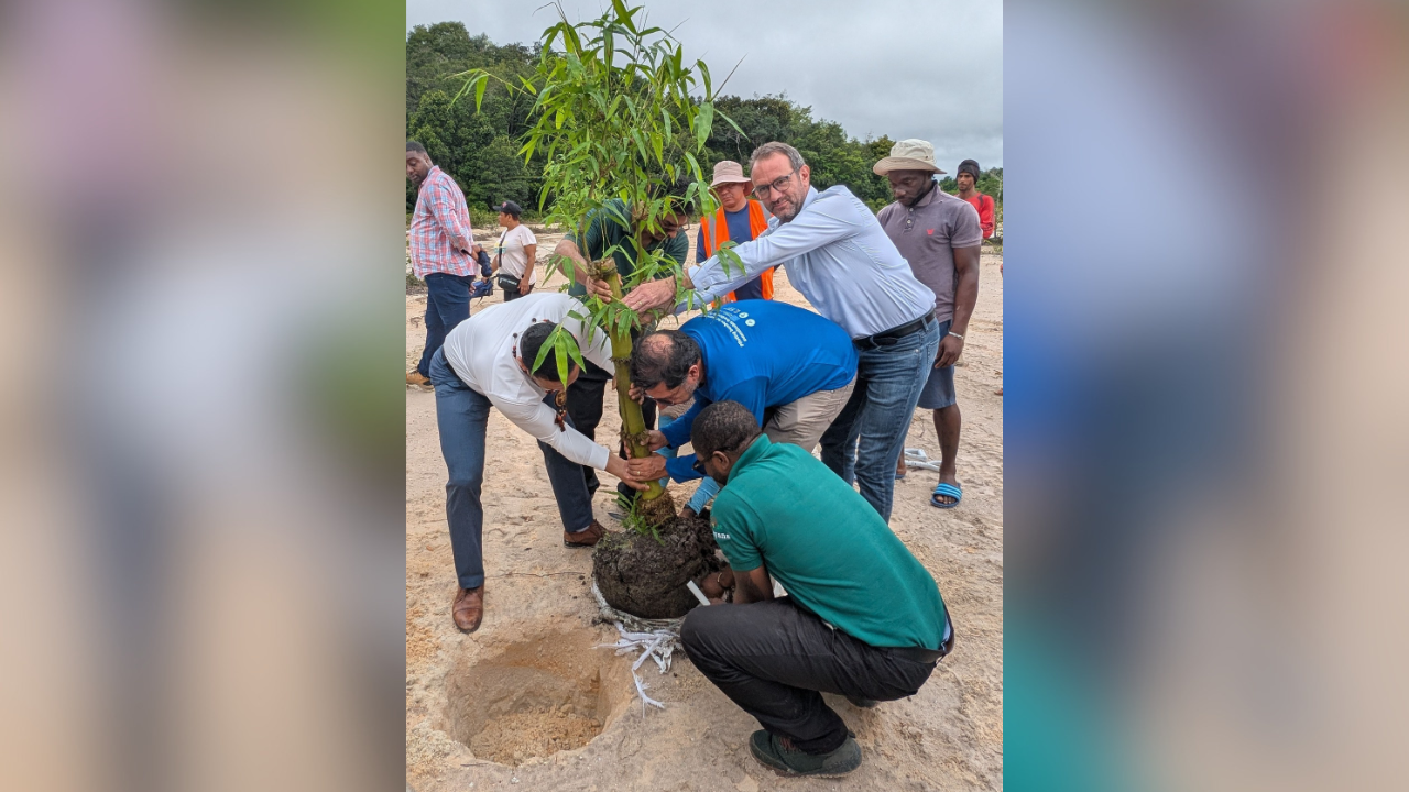Guyana launches bamboo pilot project