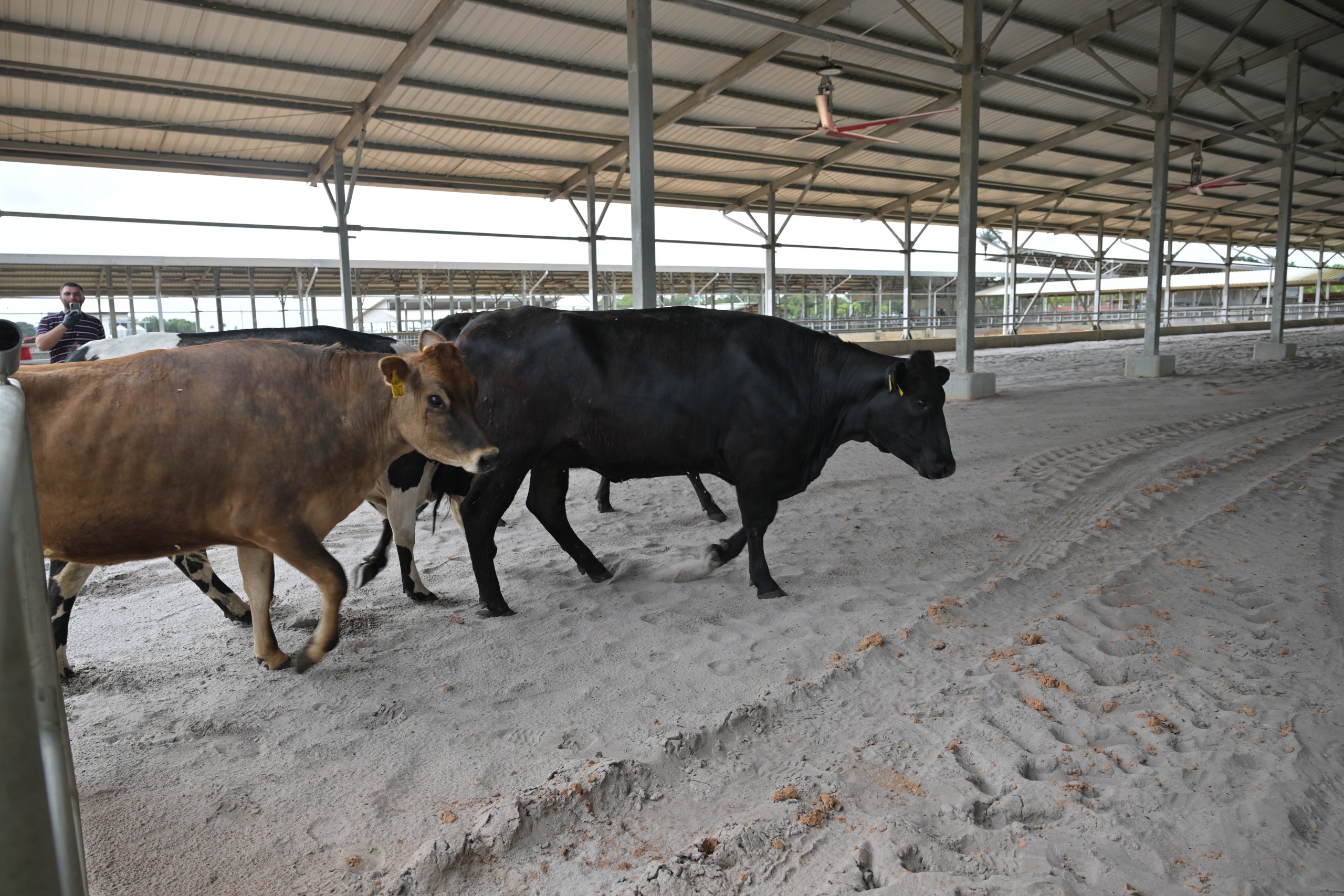 DDL welcomes first shipment of breeding cattle for US$30M Moblissa Farm